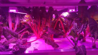 Aseneskak Casino photo 6