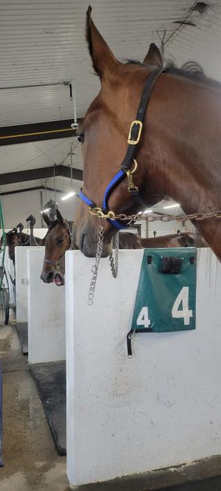 Woodbine Mohawk Park photo 10